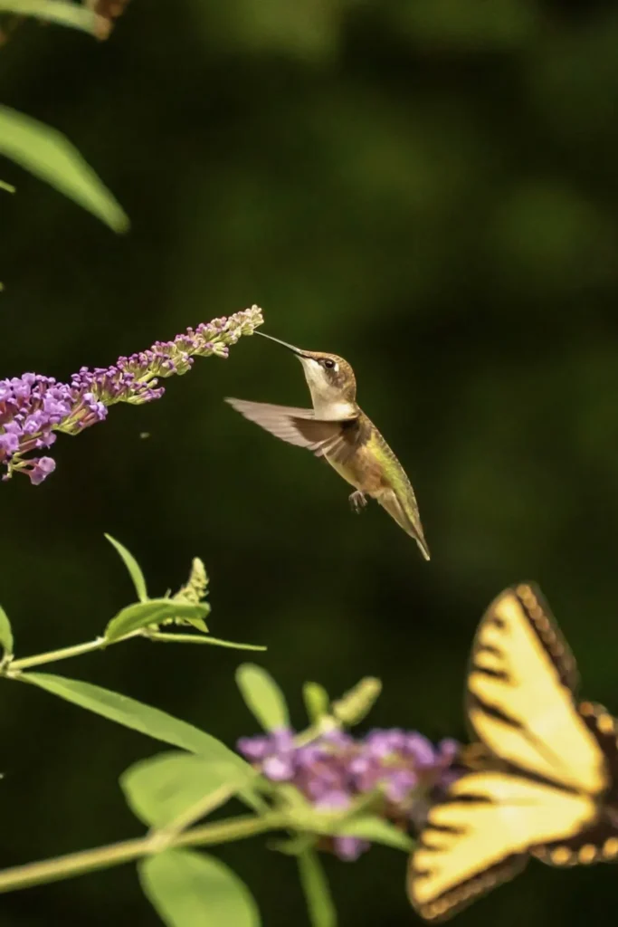 Colibrí alimentándose de flores moradas en el bosque del Ajusco