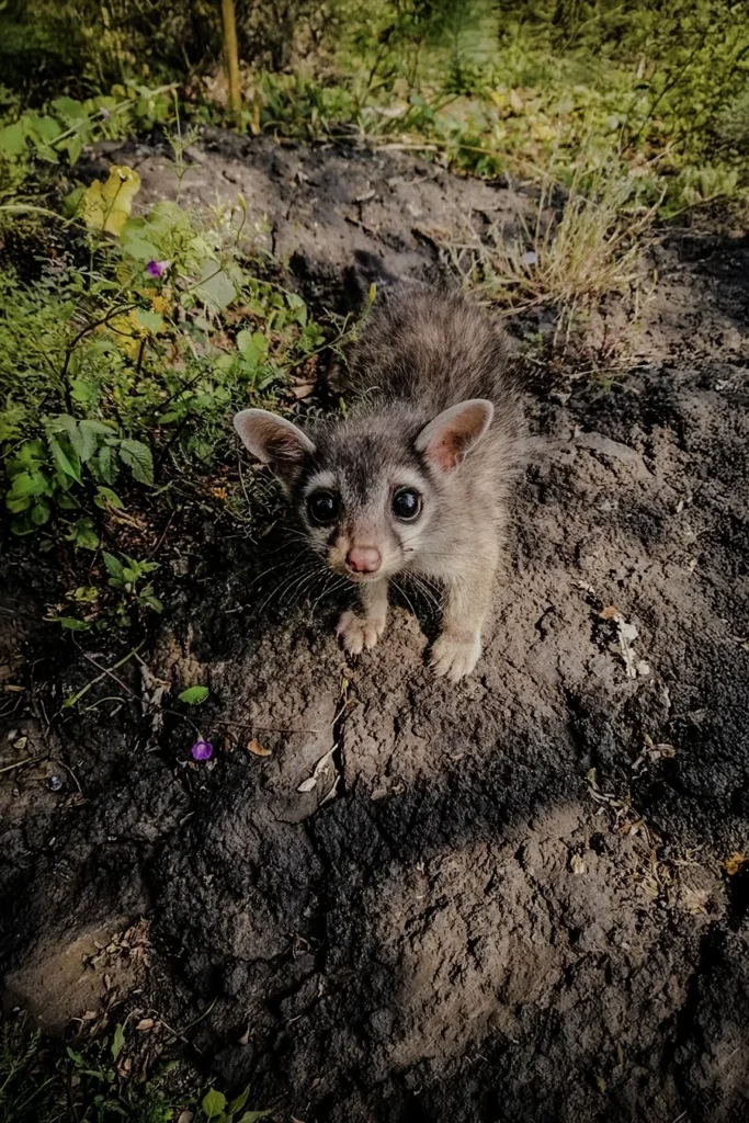 Fauna silvestre en el bosque del Ajusco cerca de Alpino Bubble Glamping