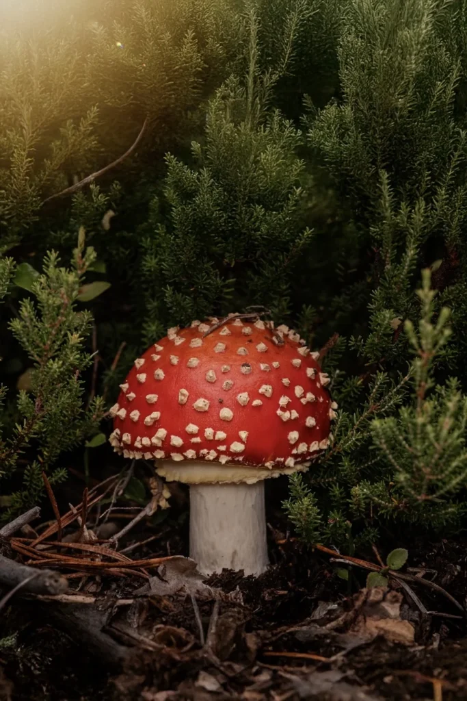 Hongo rojo Amanita muscaria entre vegetación del bosque del Ajusco